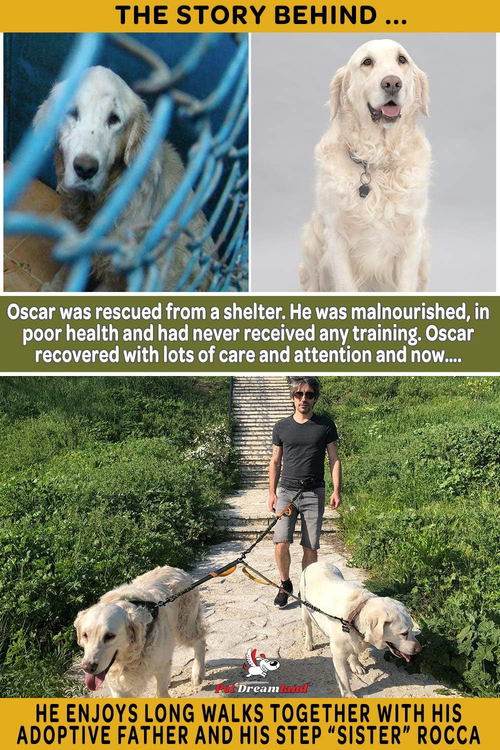 Exquisite Double Dog Coupler No Tangle Swivel for Two Medium Dogs. Premium Quality Attachment for Easy Dog Walking. You Will Absolutely Love This Amazing Gear (Black & Green)